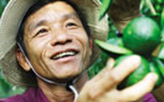 Những tỉ phú nông dân - Kỳ 4: Đột phá với cam sành